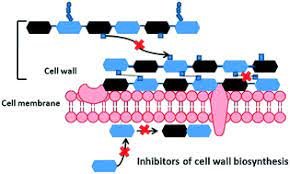 Cell Wall Synthesis Inhibitors